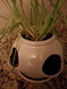 How to grow green onions from kitchen scraps