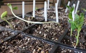 Growing Vegetables From Seed