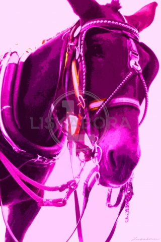 Purple Horse - New Orleans Art